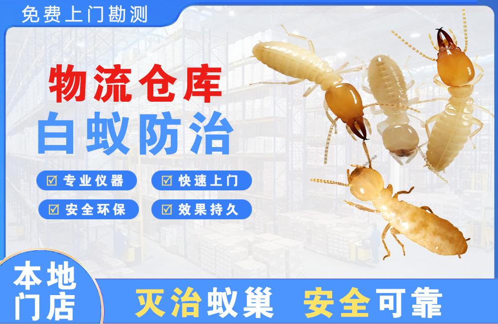 定安物流仓库白蚁防治