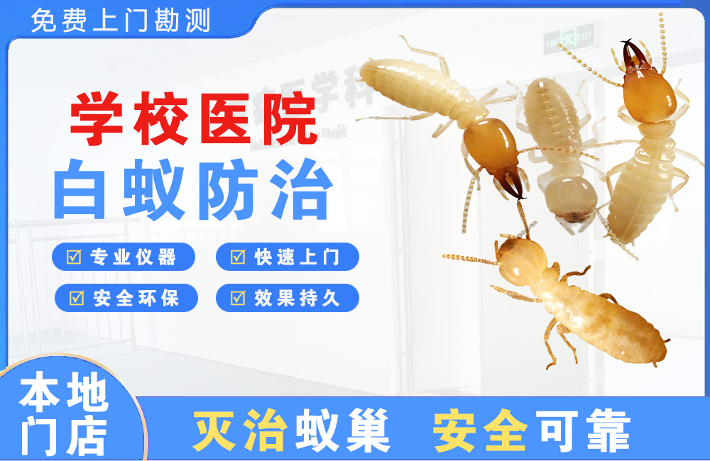 定安学校医院白蚁防治
