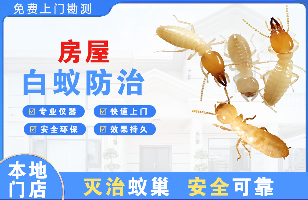 定安房屋白蚁防治