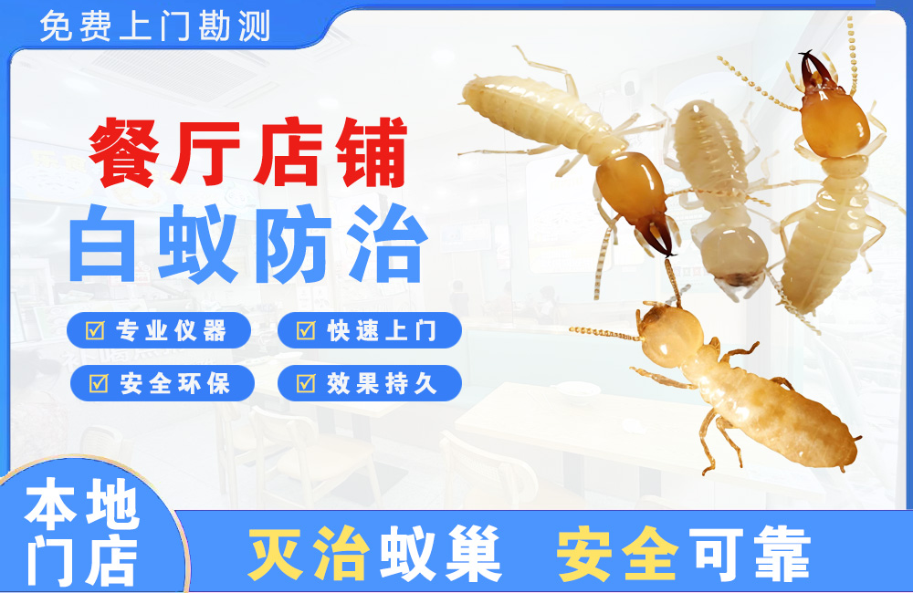 定安餐厅店铺白蚁防治